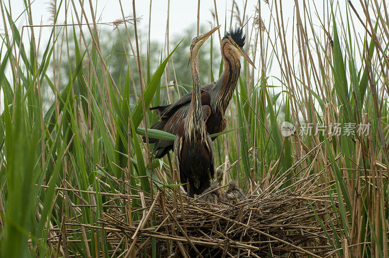 巢中的紫鹭(Ardea purpurea)